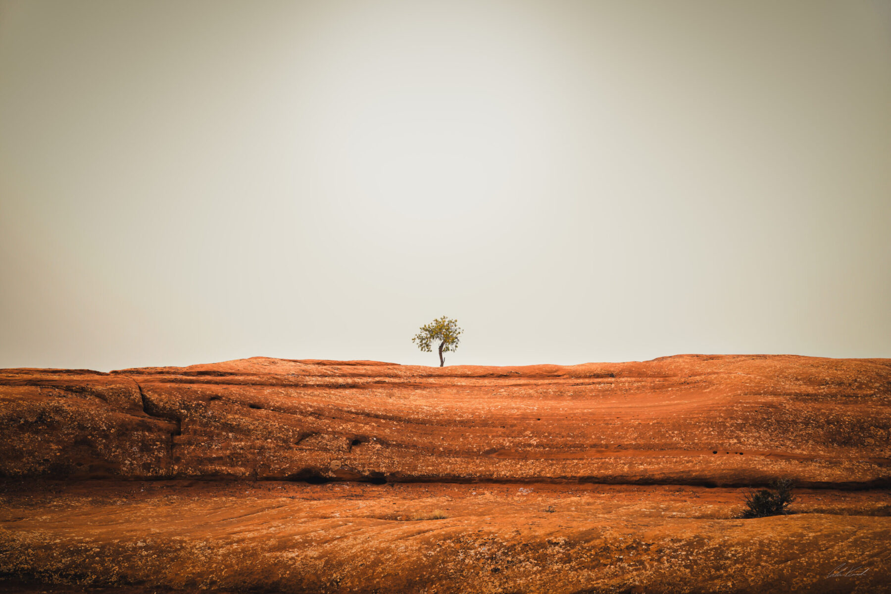 A lone tree in the desert