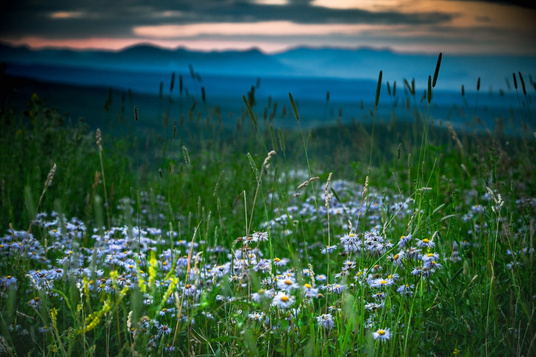 Wildflowers overlooking distant blue mountains